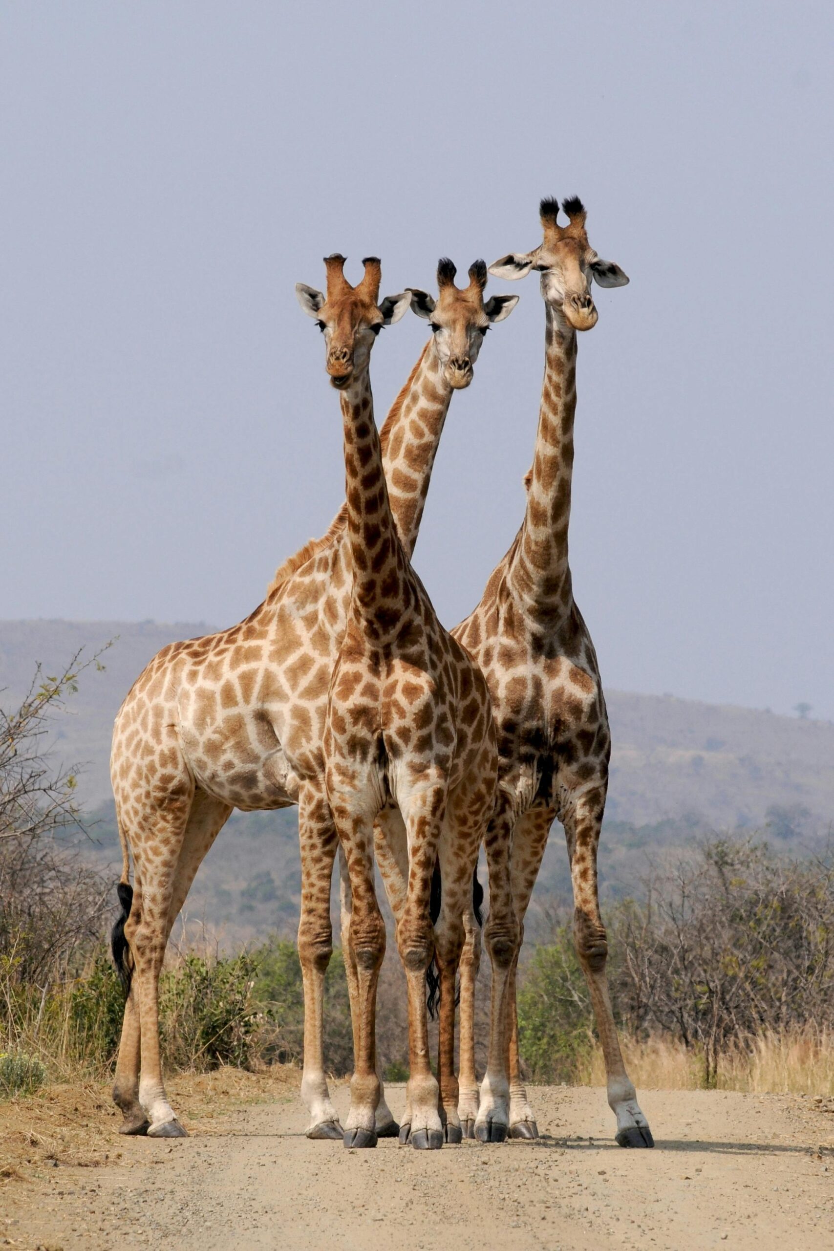 Girafe observée lors d’un safari dans un parc naturel africain.
